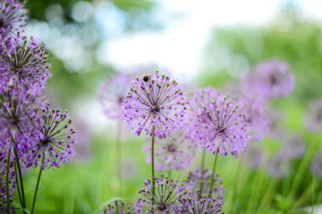 Violet flowers in the green field.