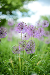 Violet flowers in the green field.