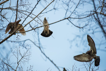 Three pigeons seen from low angle through branches on a tree