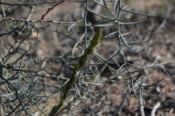 collection of asparagus in the forest