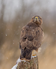 Common Buzzard - Buteo buteo