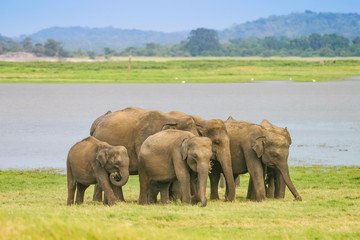 Fototapeta premium A Herd of Sri Lankan Elephant