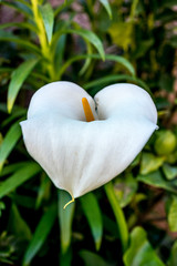 Fototapeta na wymiar Calla lily or arum lily (Zantedeschia aethiopica)