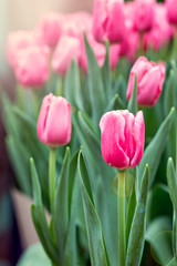 A lot of tulips at an exhibition of flowers.
