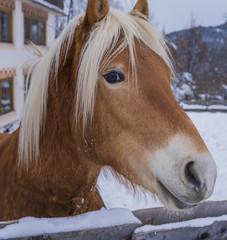haflinger horse on background winter mountains