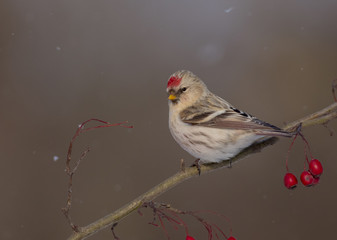 Arctic Redpoll - Acanthis hornemanni