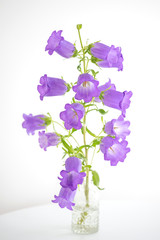 Flowers violet bells in a glass vase are on the table