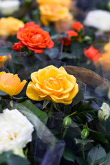 Rose in the flowerpot. Growing roses.