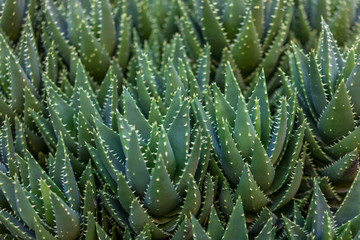 Aloe arborescens (krantz aloe, candelabra aloe)