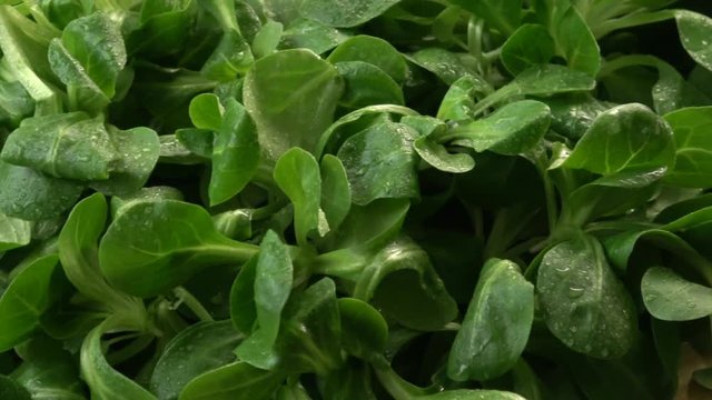 Fresh lamb lettuce corn salad on wooden table. Green lettuce leaves (Valerianella locusta) 