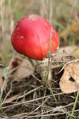 Muchomor © Perovskia