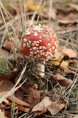 Muchomor © Perovskia