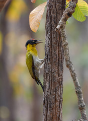 Black-headed woodpecker