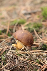 Muchomor © Perovskia