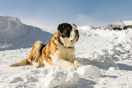 Cute Big Saint Bernard Dog In Snow Mountain Landscape.