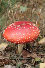 Muchomor © Perovskia