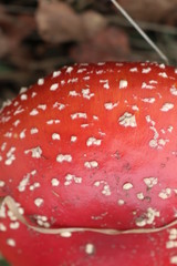 Muchomor © Perovskia