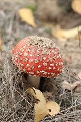 Muchomor © Perovskia