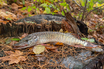 Freshwater pike fish lies on a wooden hemp..