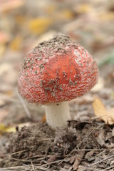 Muchomor © Perovskia