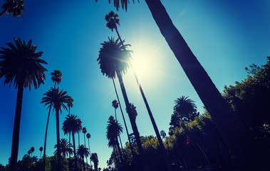 Sun shining over tall palm trees in Los Angeles