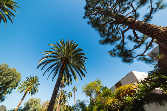 Pines and palm trees in Los Angeles