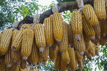 Dry corn hatched on a tree for planting.