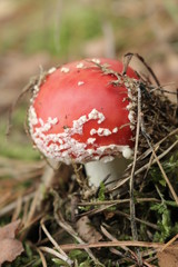 Muchomor © Perovskia