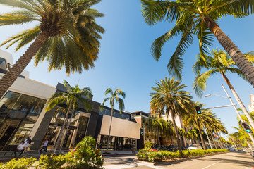 Fototapeta premium Palm trees in Rodeo Drive