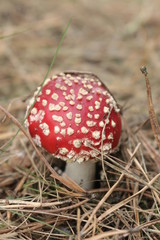 Muchomor © Perovskia