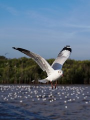 Seagulls in mangrove forest reserve bangpoo Thailand