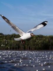 Seagulls in mangrove forest reserve bangpoo Thailand