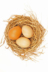 Eggs on a white background
