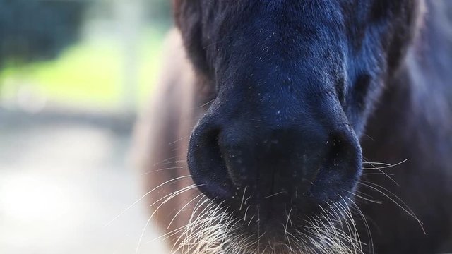 Donkey Nose in Barn