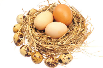 Eggs on a white background
