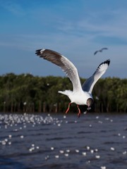 Seagulls in mangrove forest reserve bangpoo Thailand