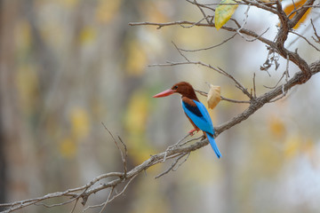 White-throated Kingfisher ;Halcyon smyrnensis