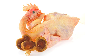 Chicken isolated on a white background