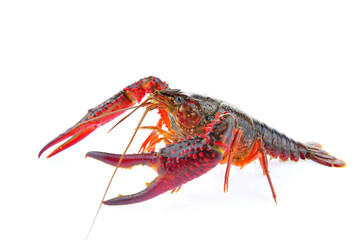Lobster on a white background
