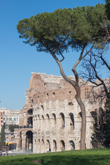 Obraz premium Maritime pine tree, Coliseum full with tourists on warm sunny day. Rome, Italy.
