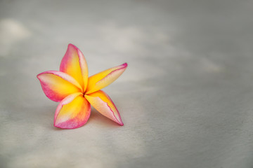 Close up of pink-yellow flower of plumeria / frangipani on concrete surfaces.
