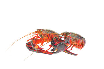 Lobster on a white background