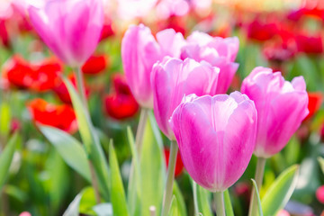 Tulip flower. Beautiful tulips in tulip field with green leaf background at winter or spring day. broken tulip.