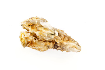 Oysters on a white background