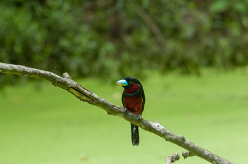 Black-and-red Broadbill