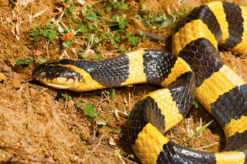 Banded krait, Bungarus fasciatus, Raipur, Chhattisharg