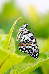 Colourful butterfly in garden.