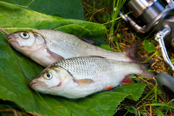 Freshwater common bream and European chub fish with fishing rod with reel on natural background..