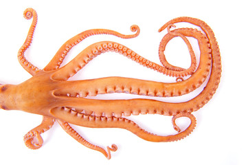 Octopus on a white background