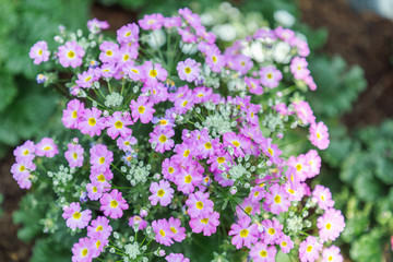 Flower and green leaf background in flower garden at sunny summer or spring day. flower for postcard beauty decoration and agriculture concept design. Purple flower.